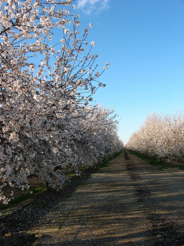 Allee of almond trees in bloom
