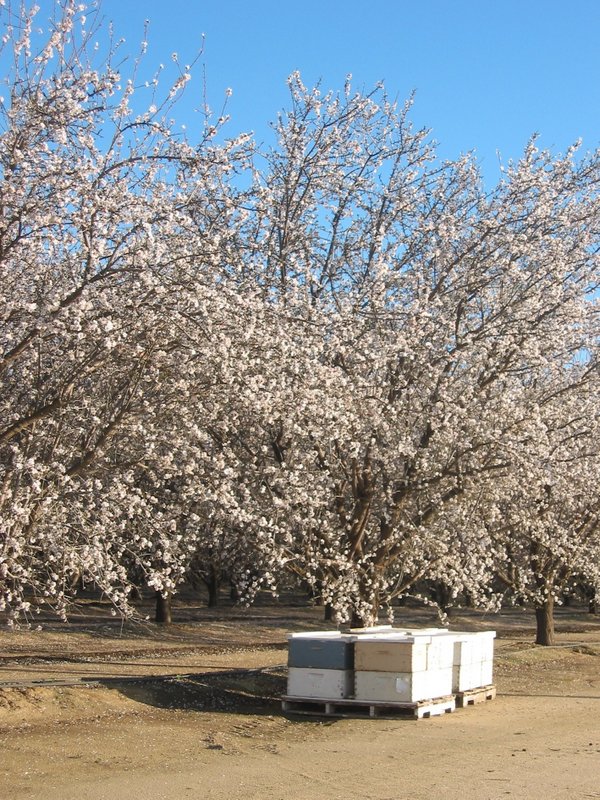 Stacks of bee boxes near almond orchard