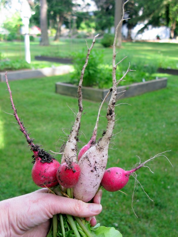Bouquet of radishes