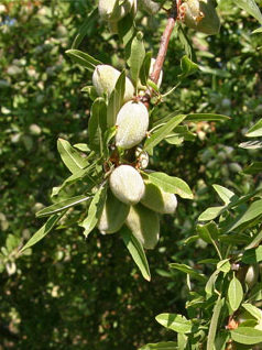 Green almonds on the tree