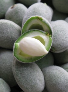 Green Almond Nutlet on the Half Shell