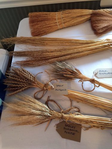 Varieties of Wheat Grown in Vermont