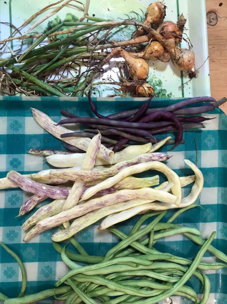 Beans, broad beans, Italian purple beans and small onions.